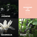 Blossoms At Dusk Wax Melt | Jasmine + Magnolia - Wick of Hope
