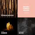 Secret Forest Walks Candle | Sandalwood + Musk - Wick of Hope