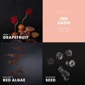 Zen Oasis Candle | Grapefruit + Sage - Wick of Hope